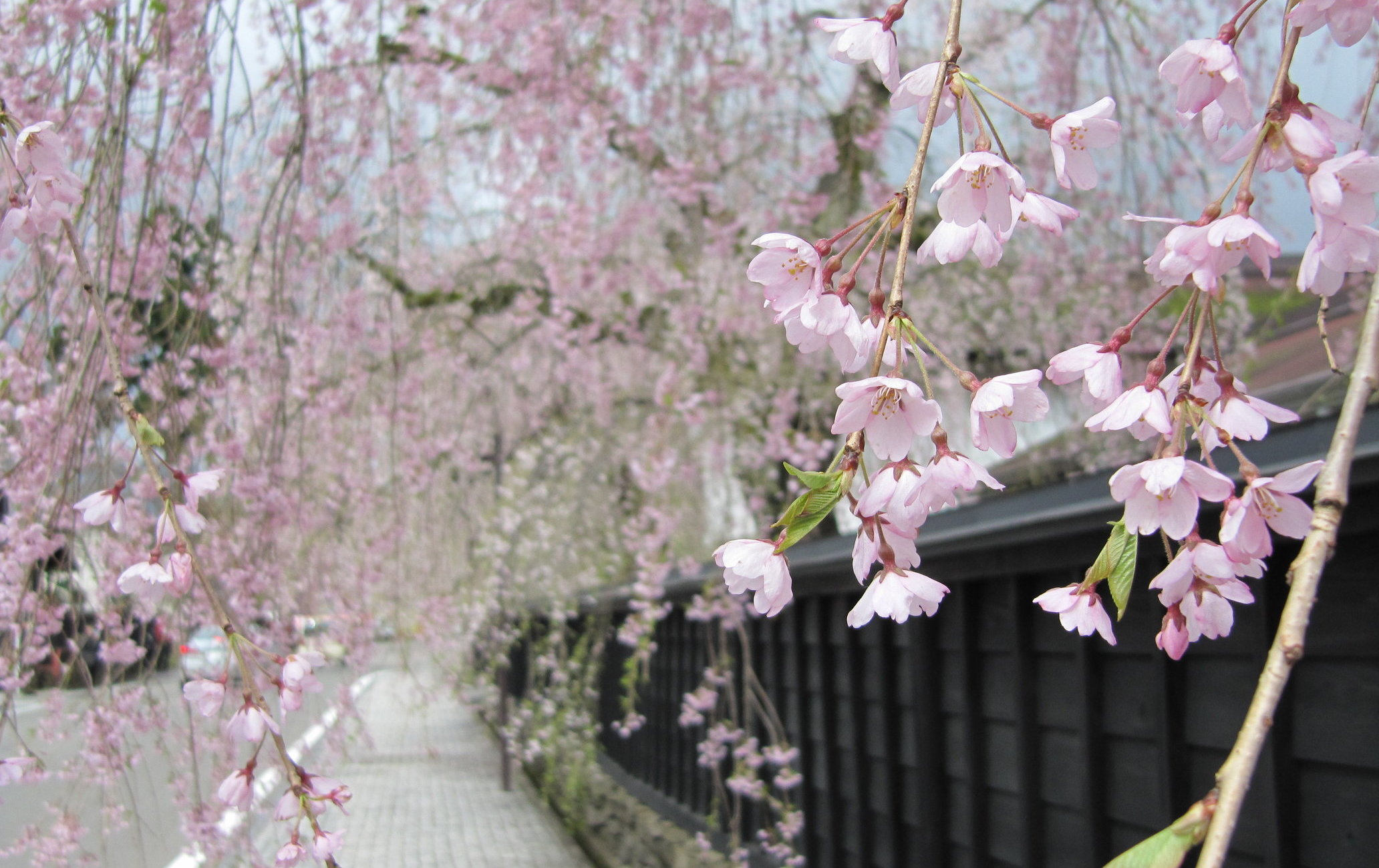 角馆町垂枝樱