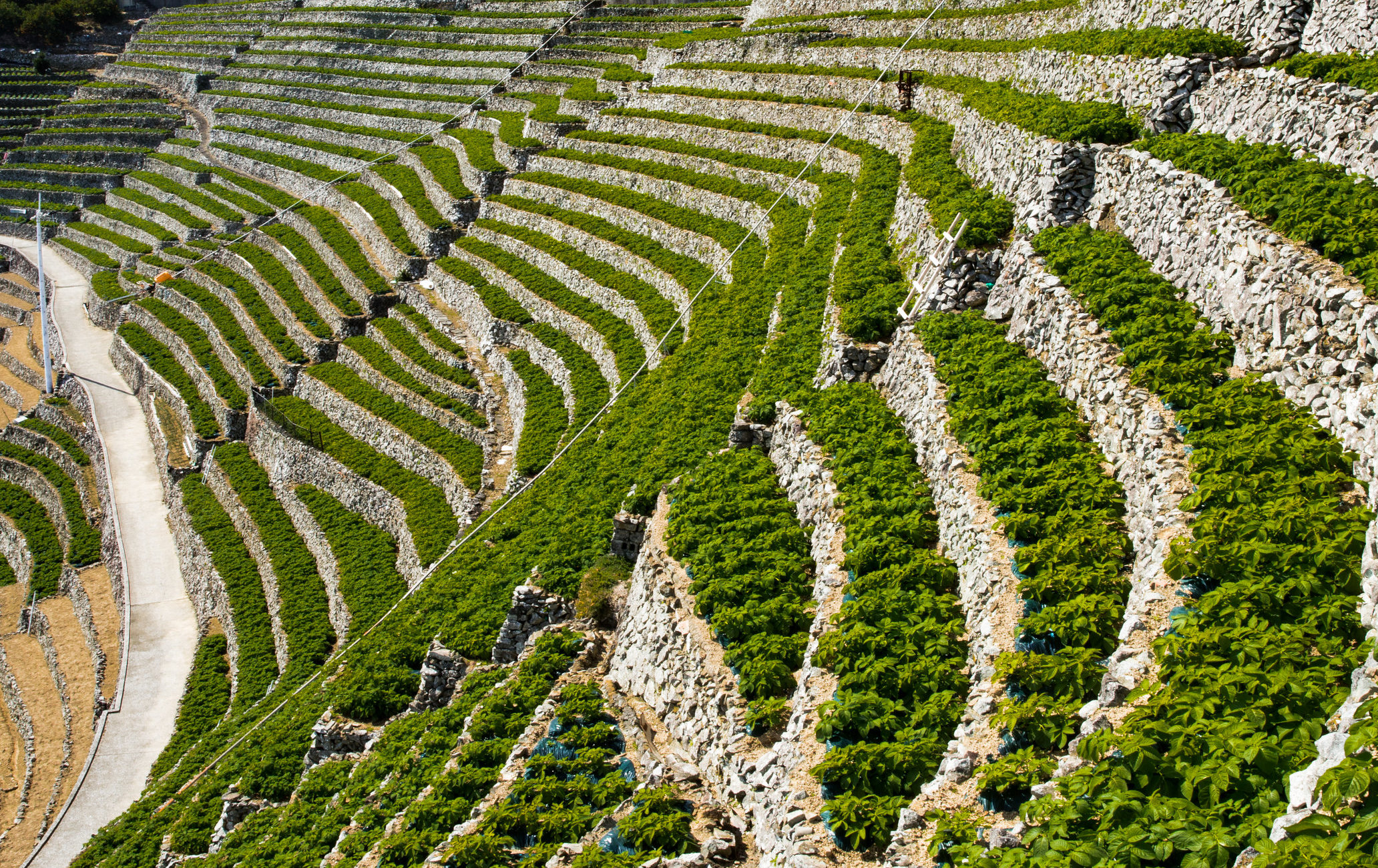 游子水荷浦梯田