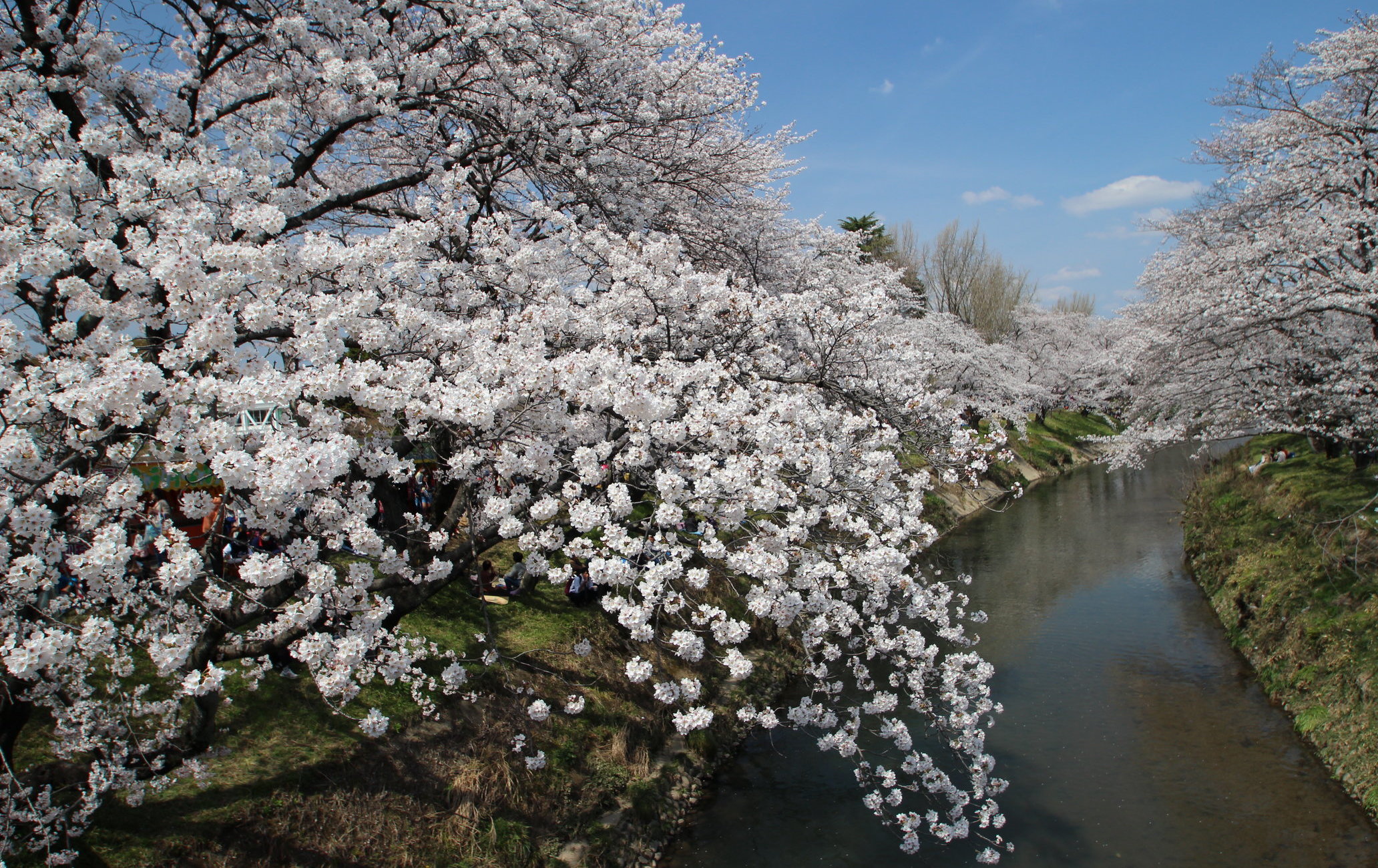 新境川堤赏樱（百十郎樱）