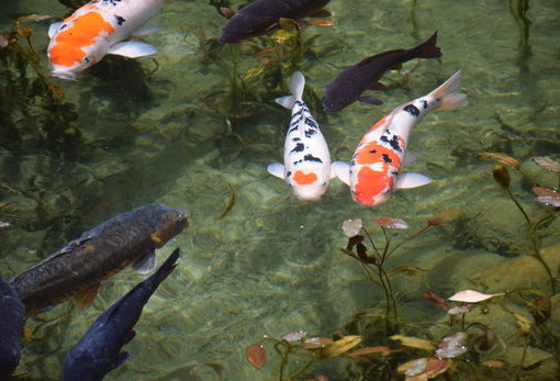 无名池 莫内之池