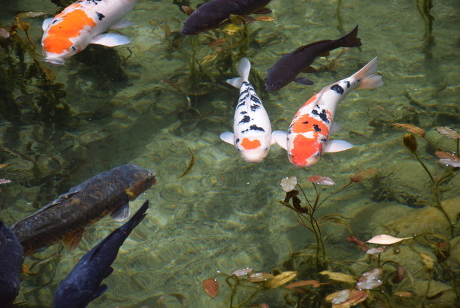 无名池 莫内之池