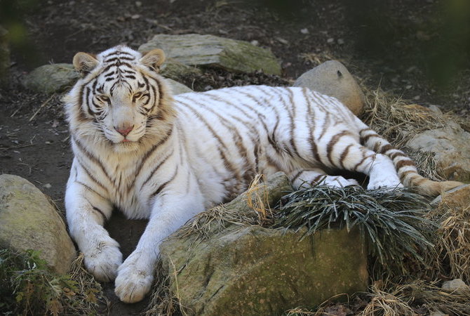 群马野生动物园