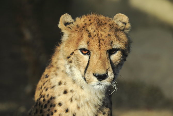 群马野生动物园