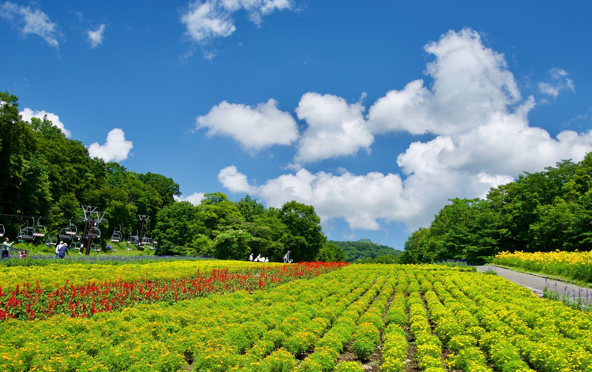 玉原熏衣草公园