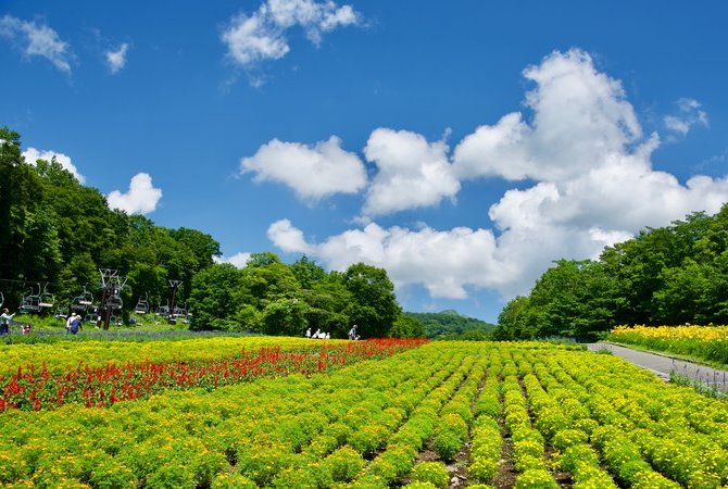 玉原熏衣草公园