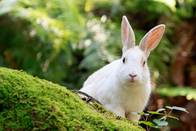 大久野岛（兔岛）