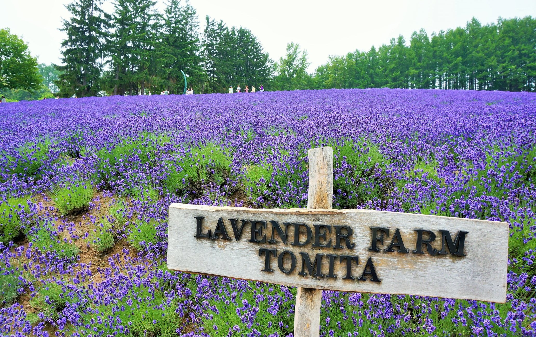 富田农场熏衣草花海
