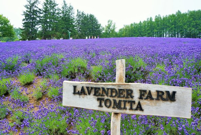 富田农场熏衣草花海