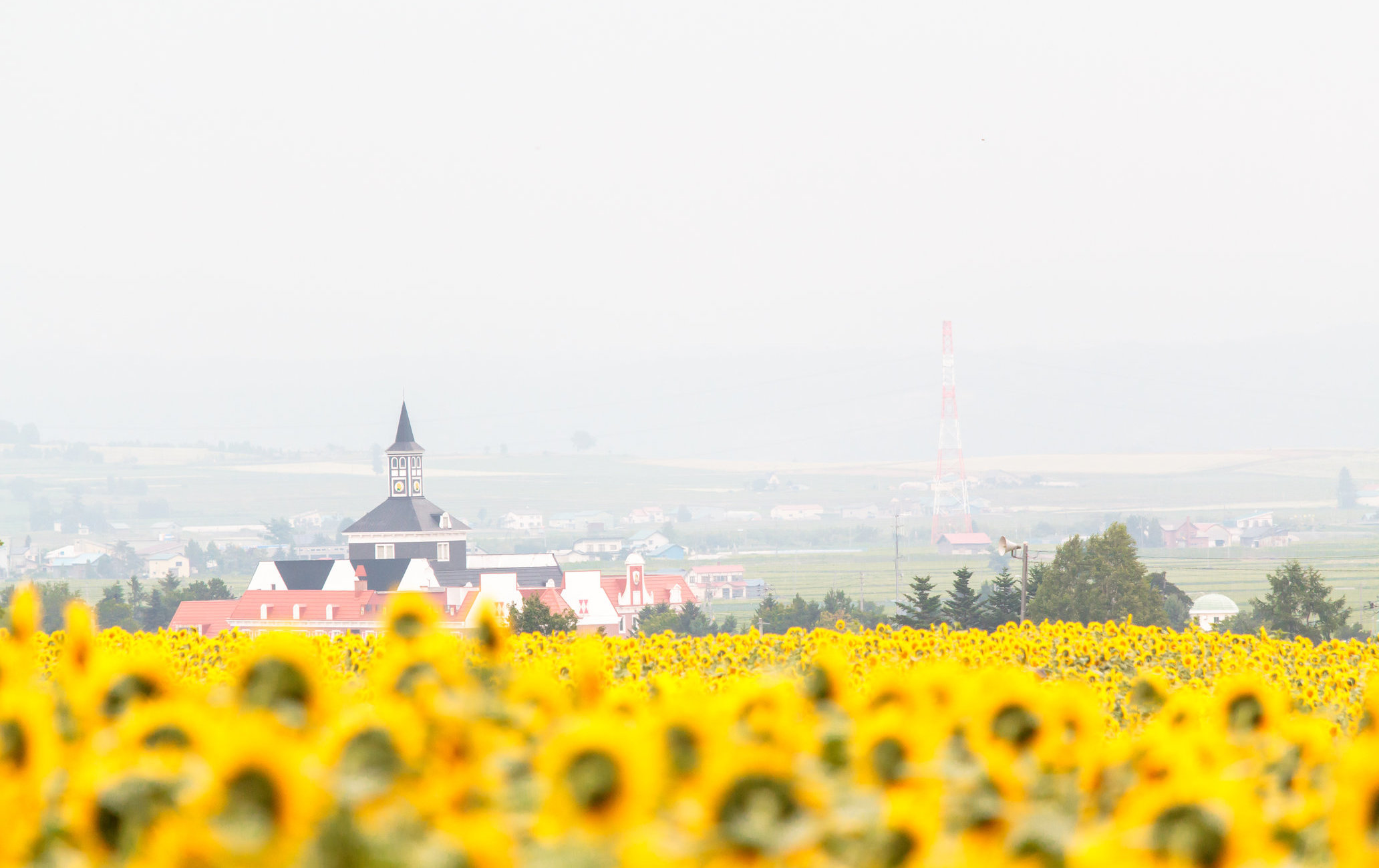北龙町向日葵之里