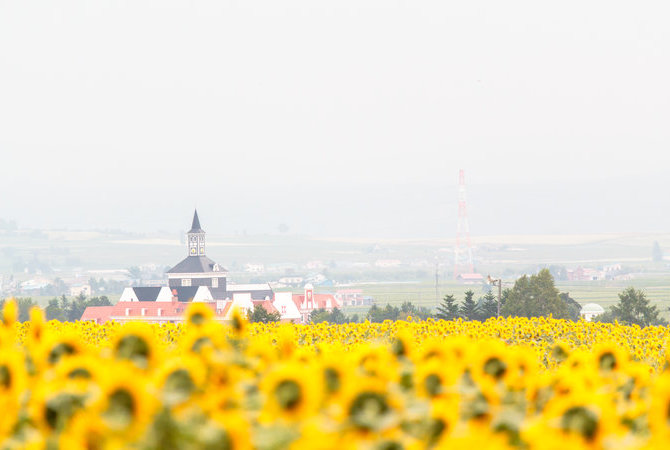 北龙町向日葵之里