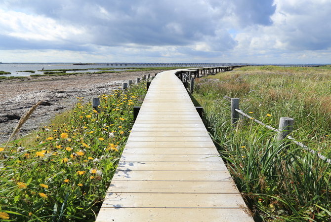 野付半岛原生花园