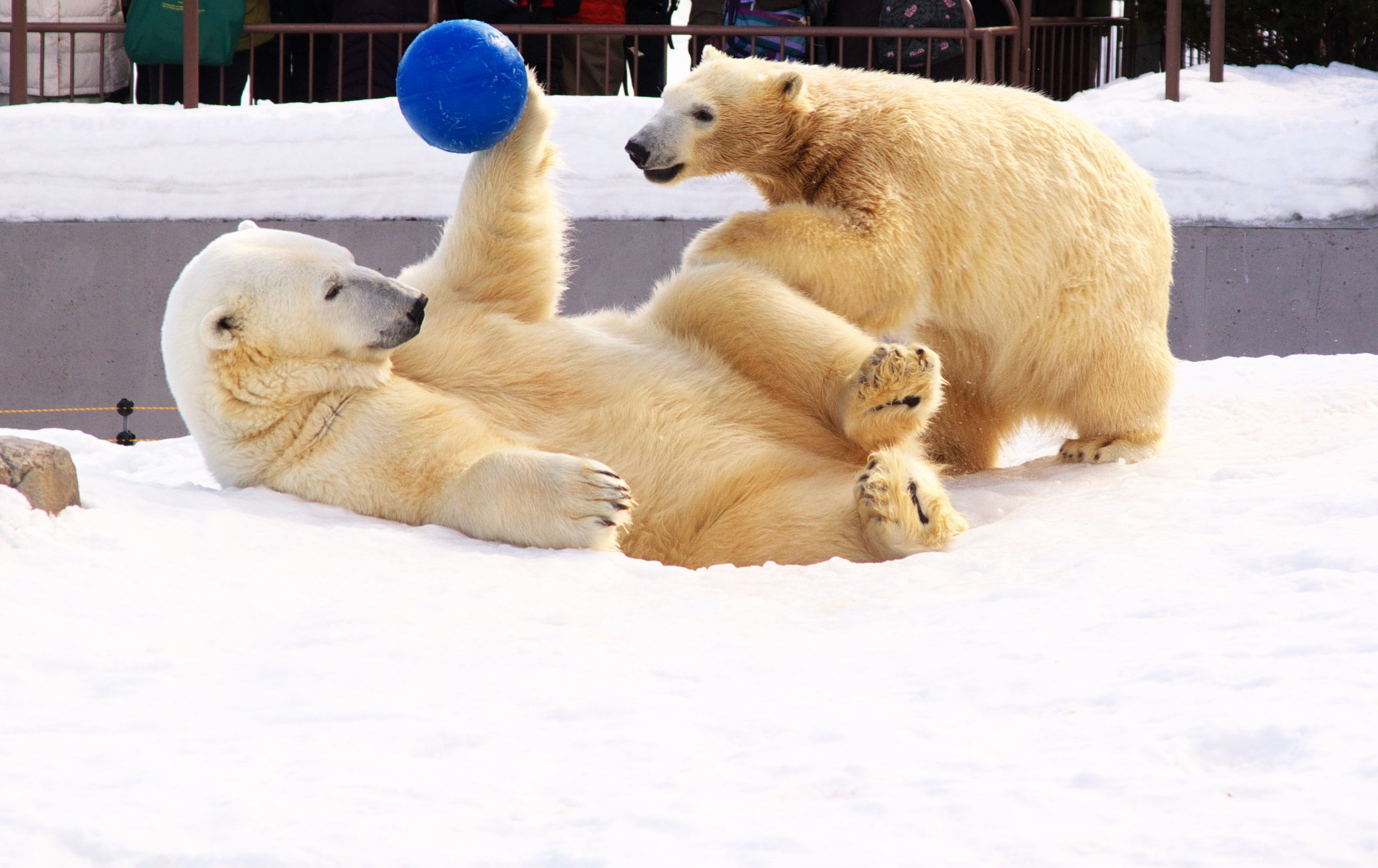 札幌市圆山动物园
