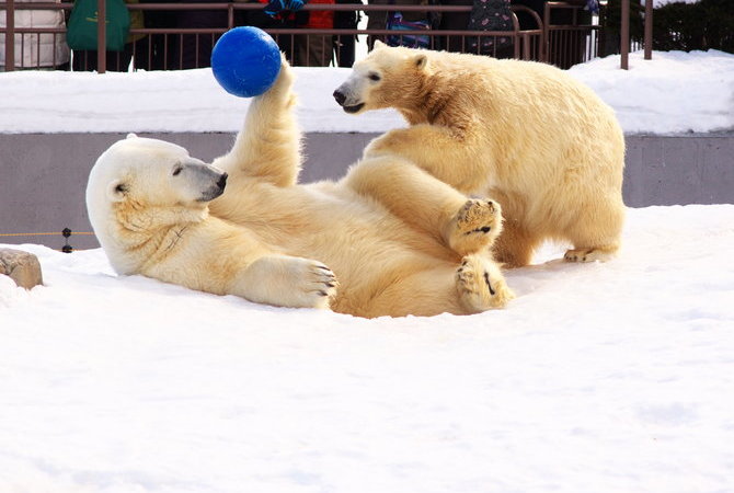 札幌市圆山动物园