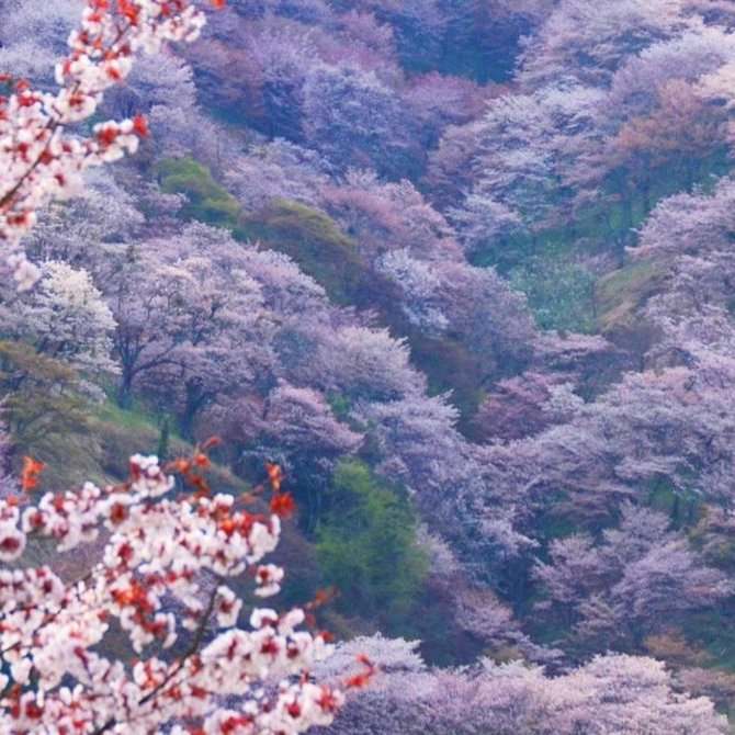 赏樱之旅：吉野山、奈良与京都