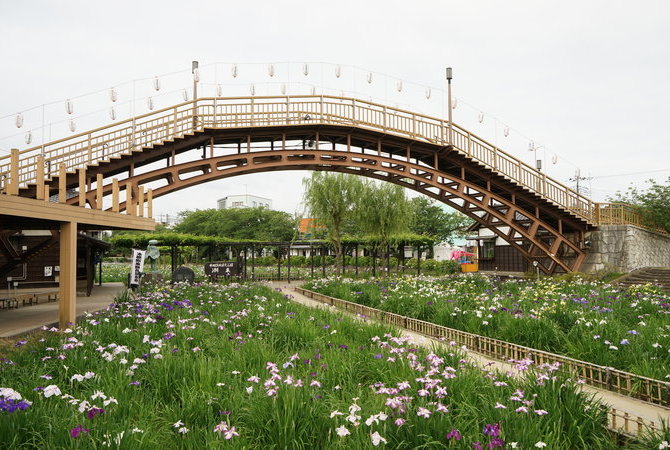 水乡潮来菖蒲祭