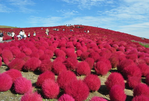 国营日立海滨公园