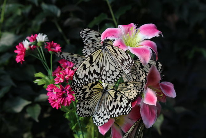 鹿儿岛花卉公园