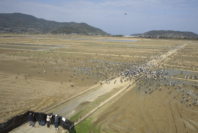 出水市鹤观察中心