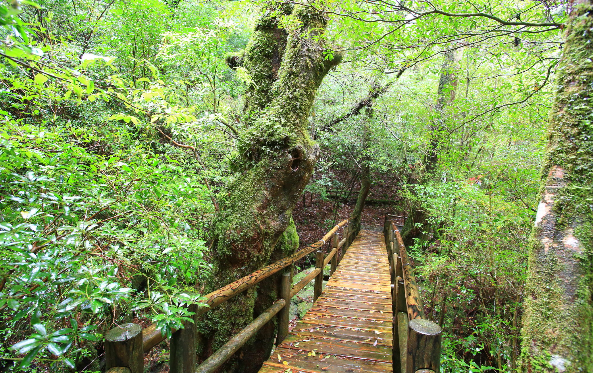 屋久杉森林乐园