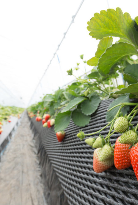 栃木草莓