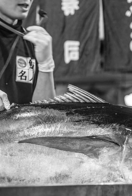 和歌山鲔鱼