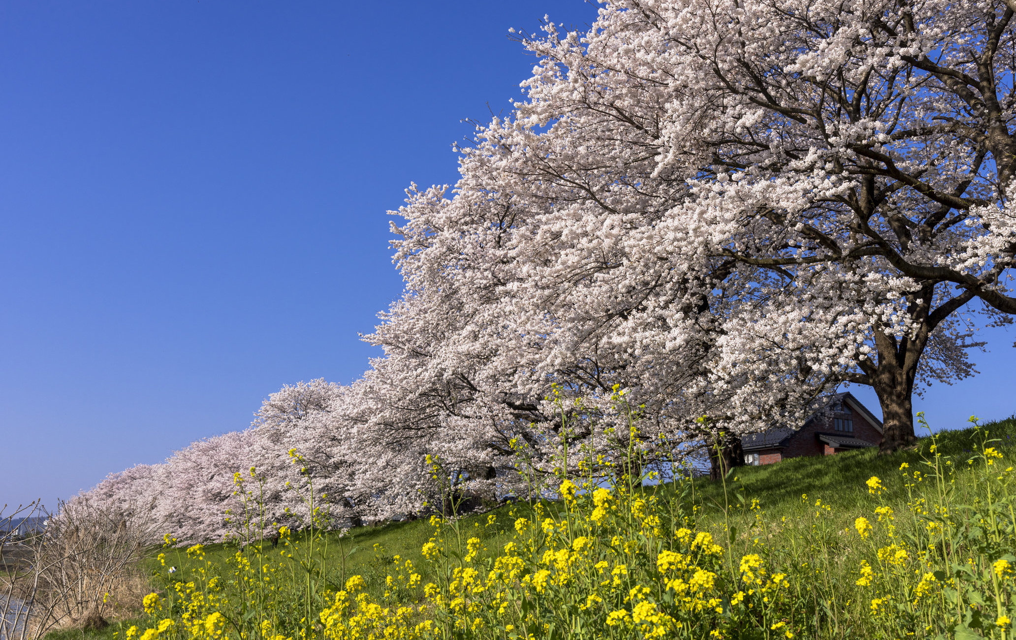 一目千本樱赏樱