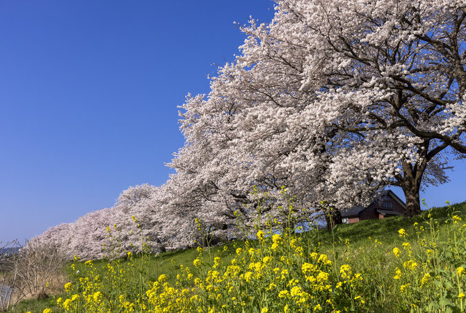 一目千本樱赏樱