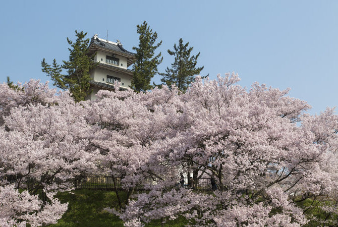 高远城址樱花祭
