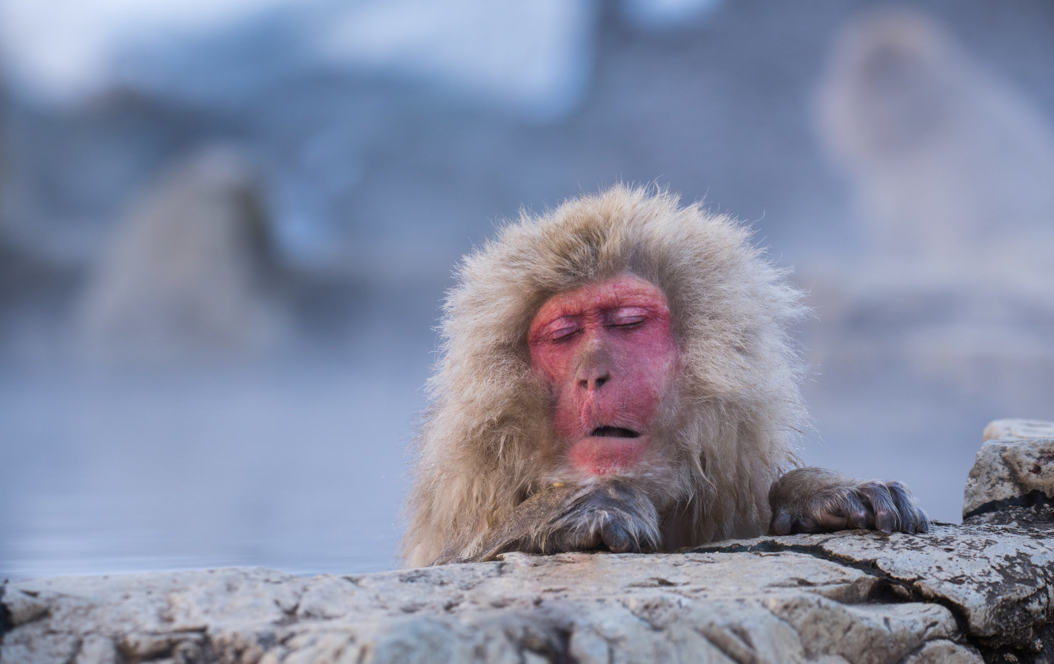 地狱谷野猿公苑