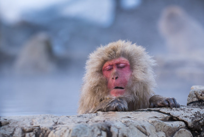 地狱谷野猿公苑