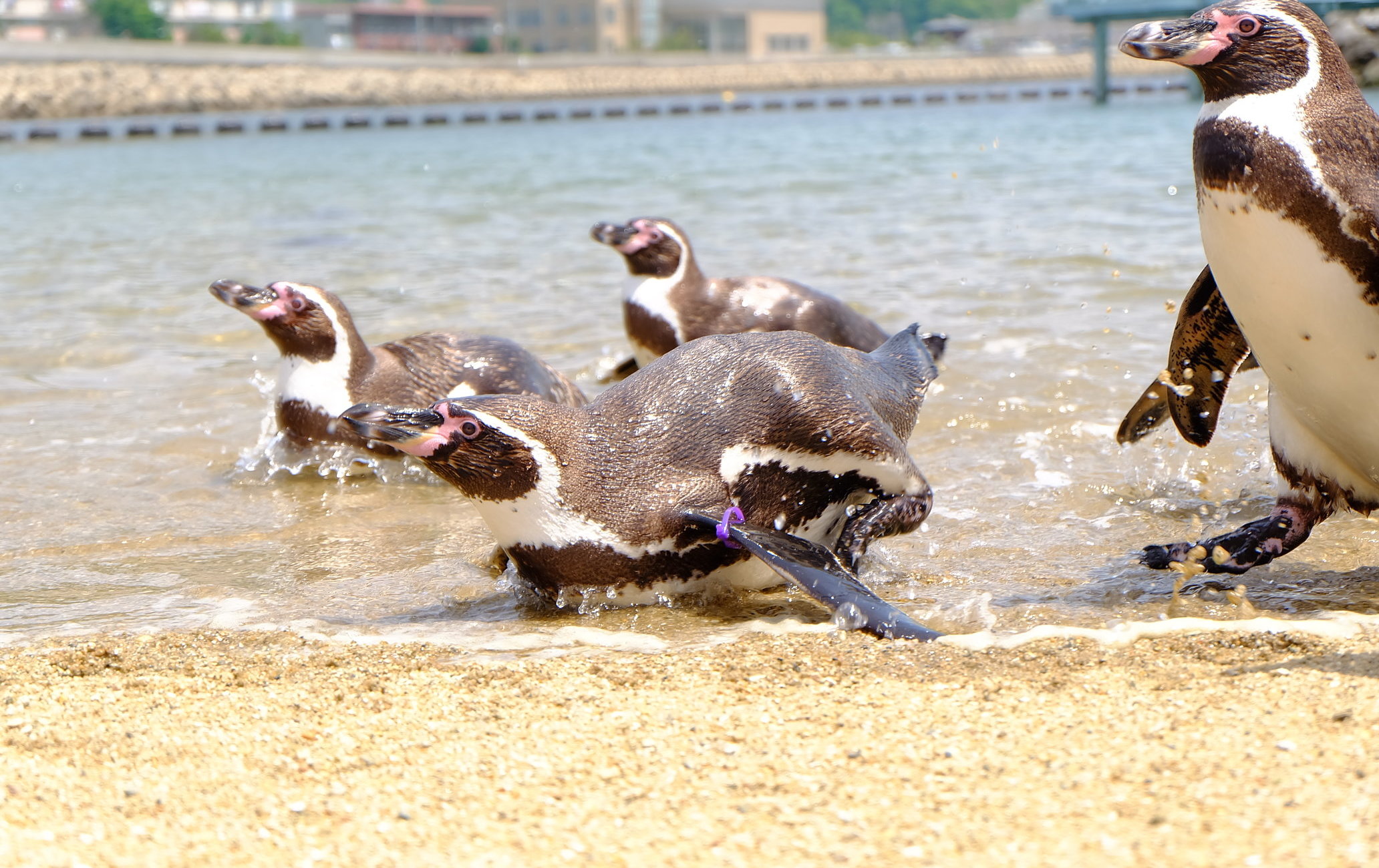 长崎企鹅水族馆