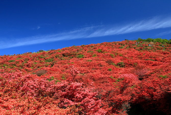 葛城山杜鹃