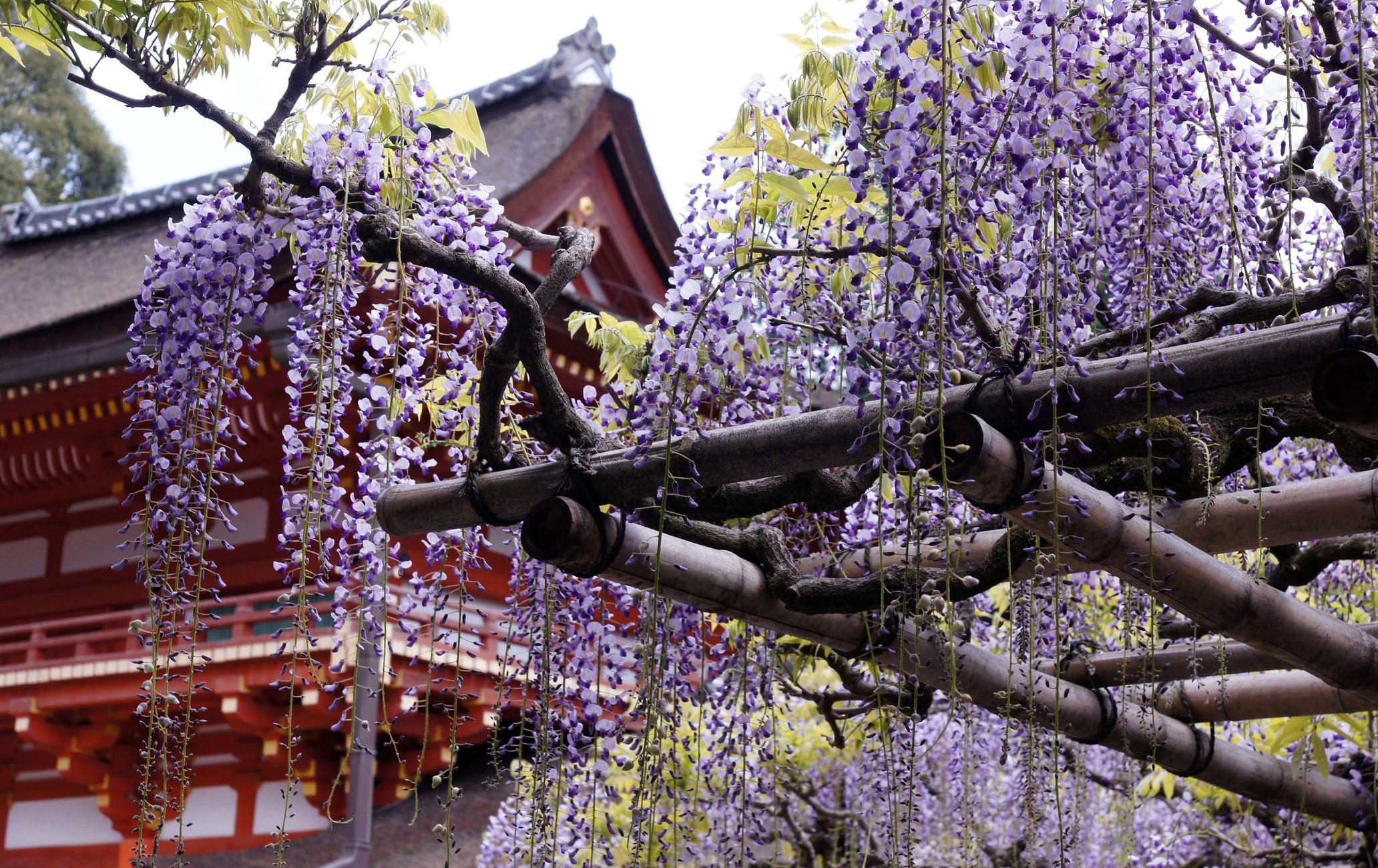 春日大社紫藤花