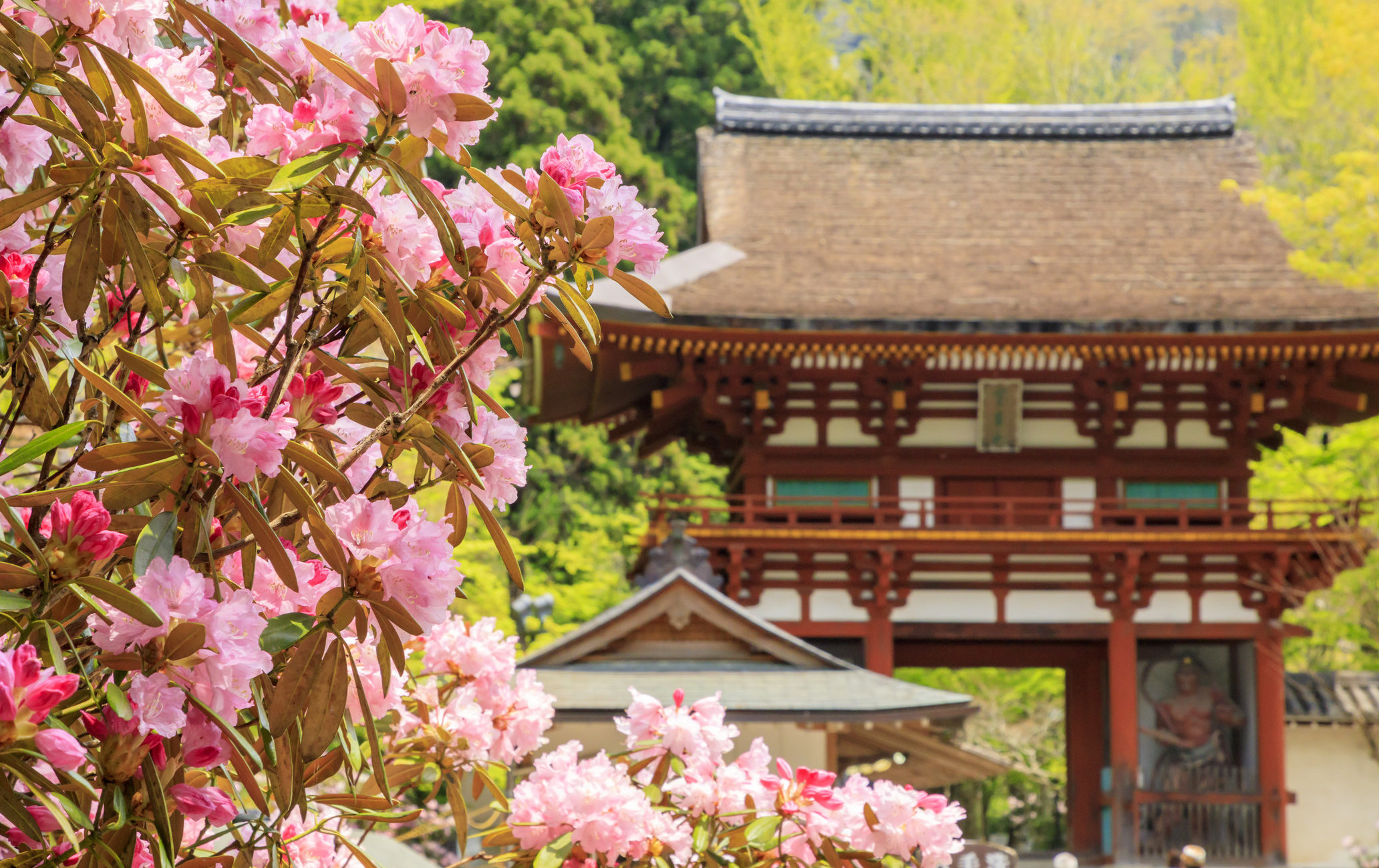 室生寺石楠花祭