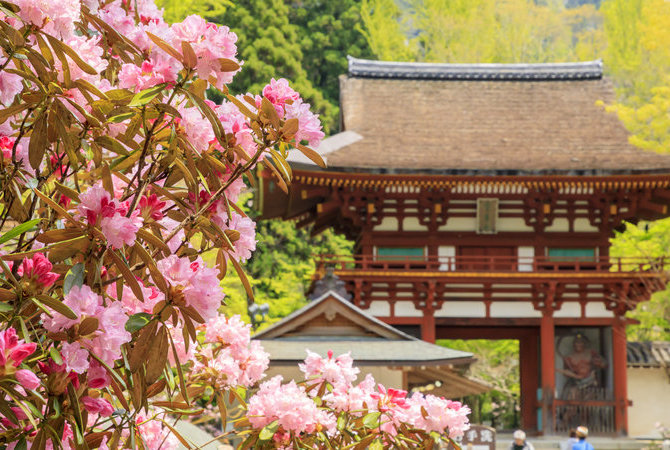 室生寺石楠花祭