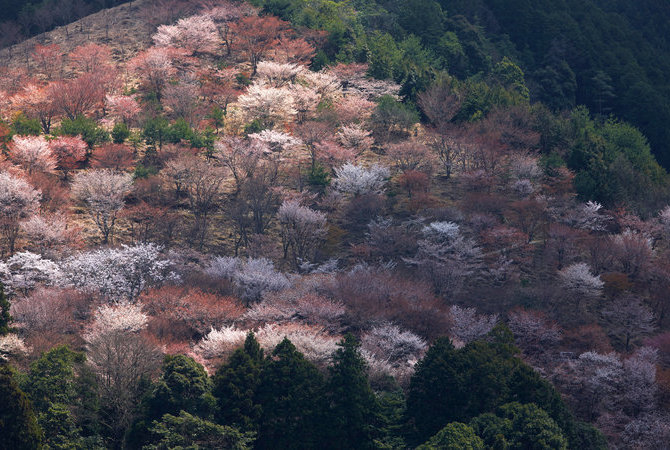 吉野山赏樱