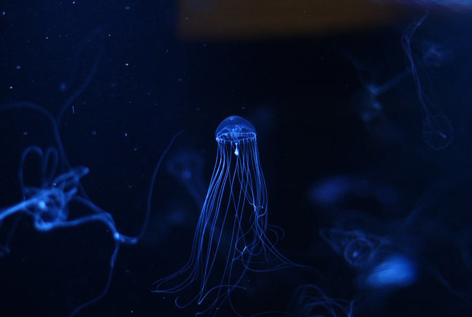 新潟市水族馆 匹亚日本海