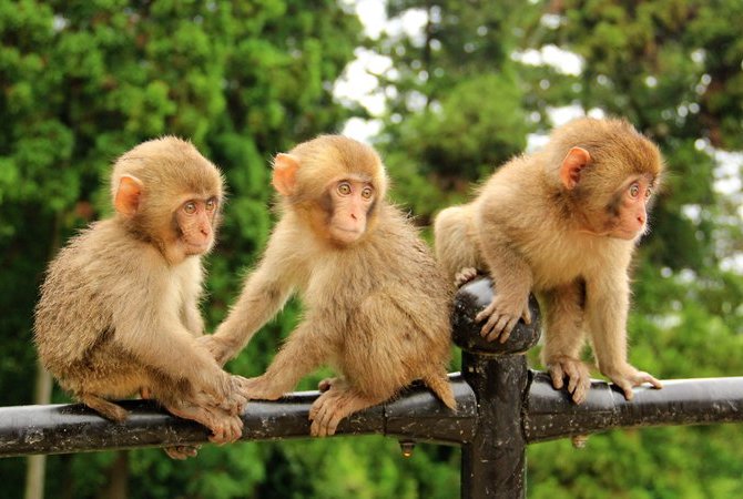 高崎山自然动物园