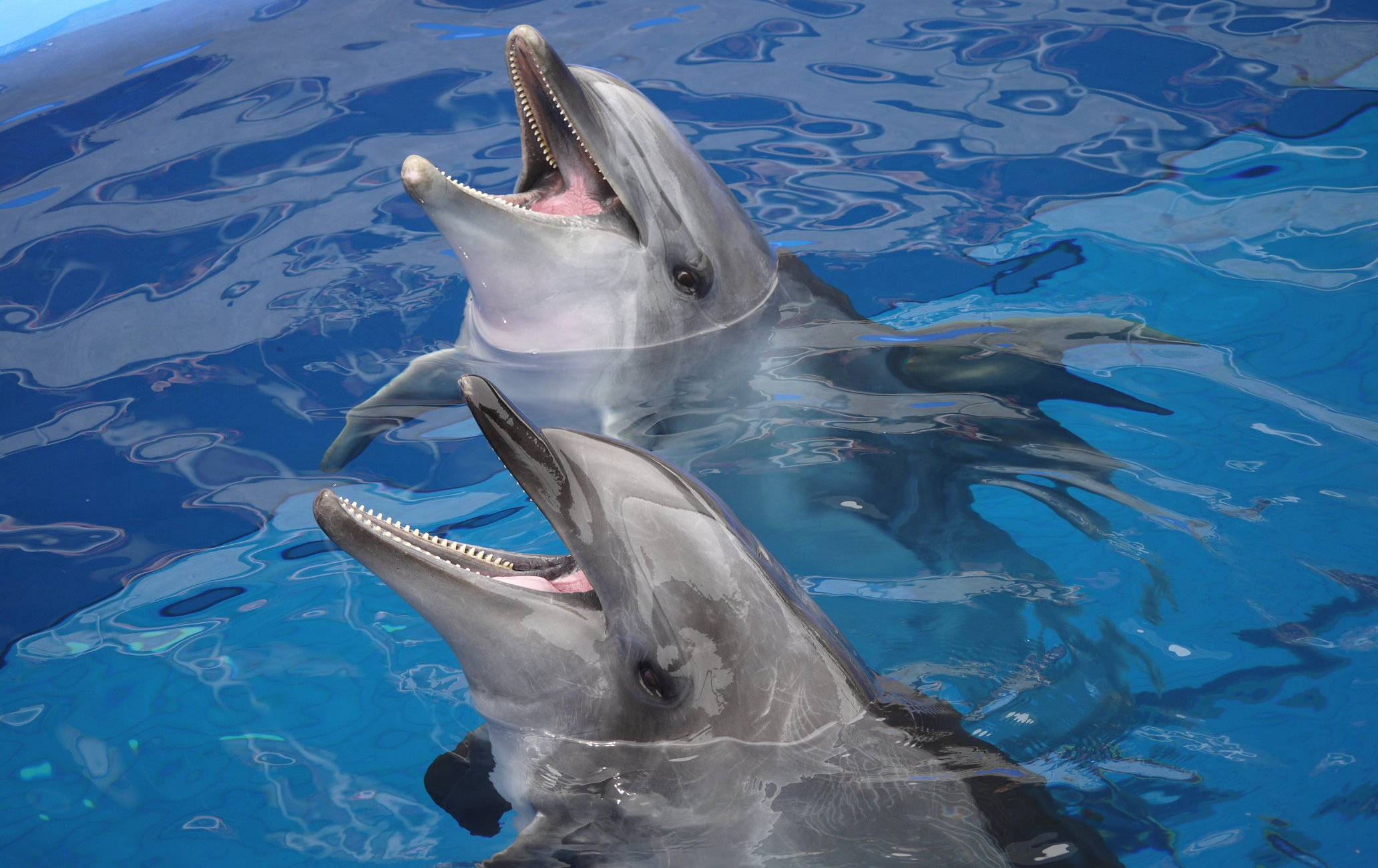 大分海洋宫殿水族馆 海之卵