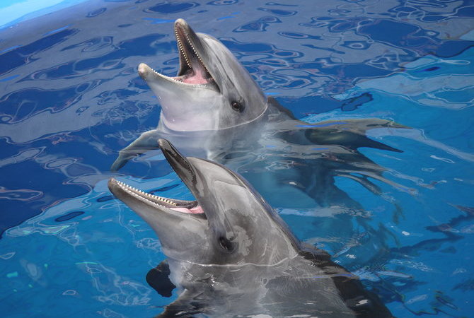大分海洋宫殿水族馆 海之卵