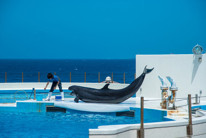 冲绳美丽海水族馆