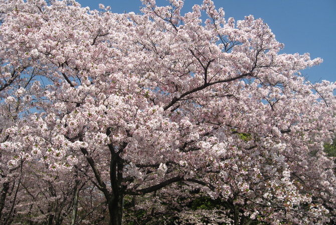 万博纪念公园樱花节