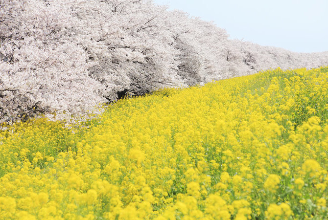 熊谷樱堤赏樱