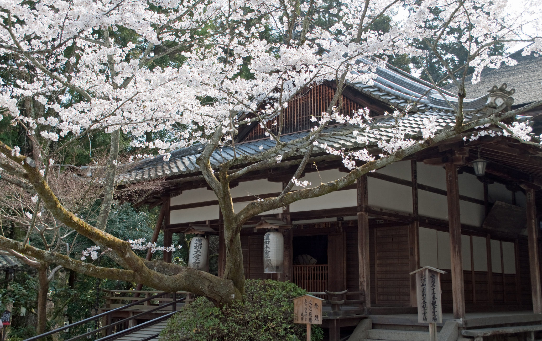 石山寺的梅花与樱花