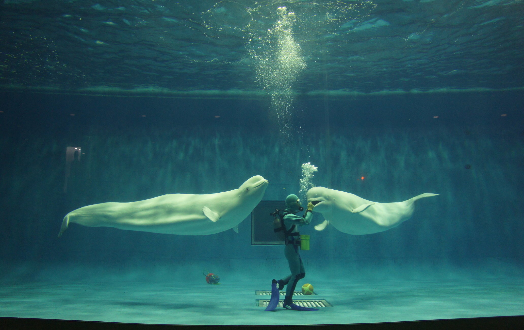 岛根海洋馆AQUAS