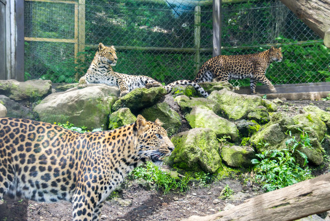富士野生动物园
