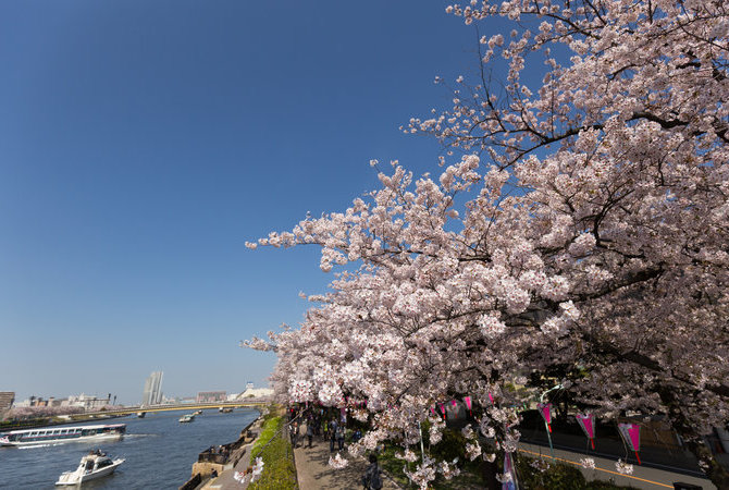 隅田公园樱花祭