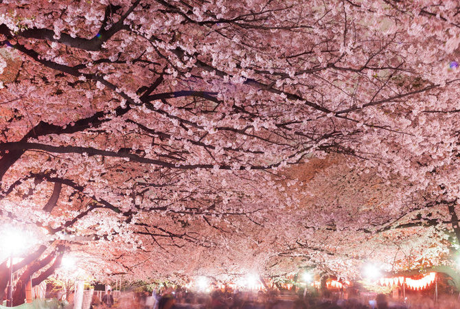 上野恩赐公园上野樱花祭