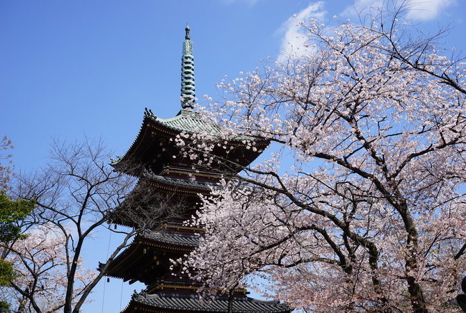 上野恩赐公园上野樱花祭