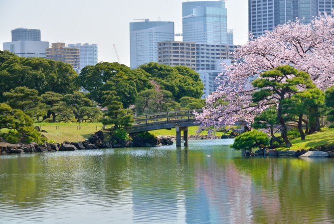 滨离宫恩赐庭园赏樱